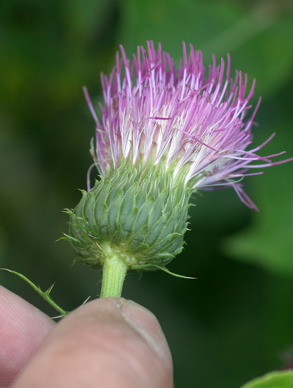 Cirsium tuberosum / Cardo tuberoso